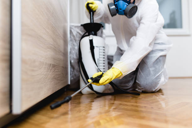 Best Flea Control Services  in Woodstock, IL