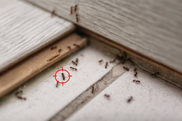 Best Affordable Pest Control Services  in Woodstock, IL