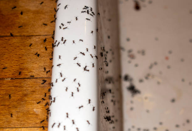 Best Pest Control Near Me  in Woodstock, IL
