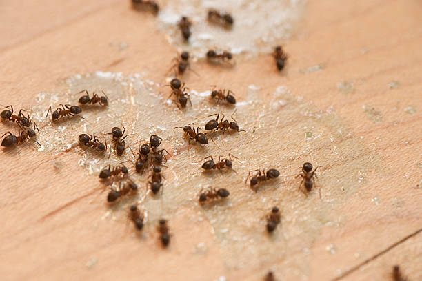 Best Residential Pest Control  in Woodstock, IL