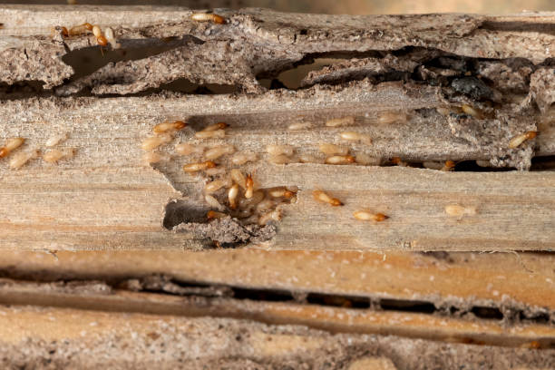 Best Ant Control Services  in Woodstock, IL