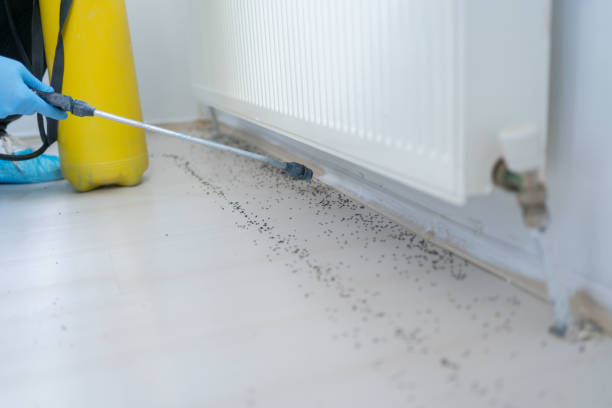 Best Affordable Pest Control Services  in Woodstock, IL