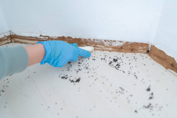 Best Wasp Removal Services  in Woodstock, IL