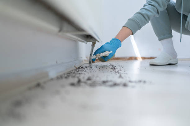 Trusted Woodstock, IL Pest Control Experts